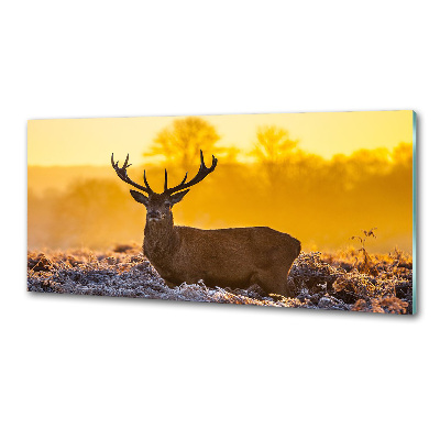 Kitchen splashback Deer sunrise