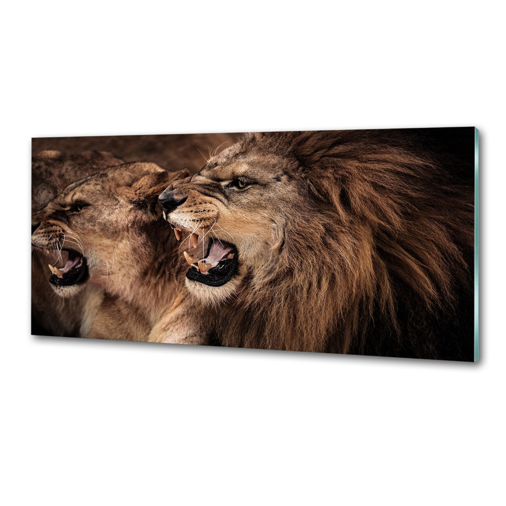 Kitchen splashback Roaring lions