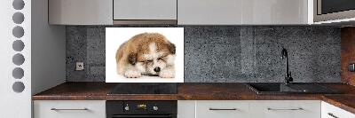 Splashback panel for kitchen Akita puppy