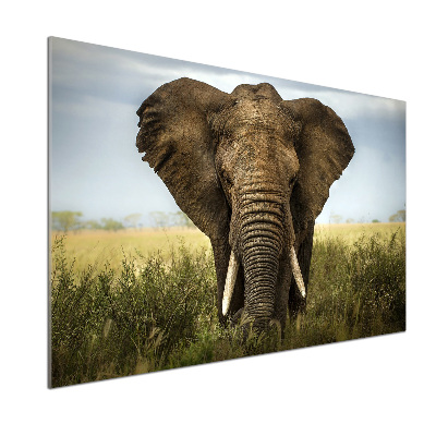 Splashback panel for kitchen Elephant in the savanna