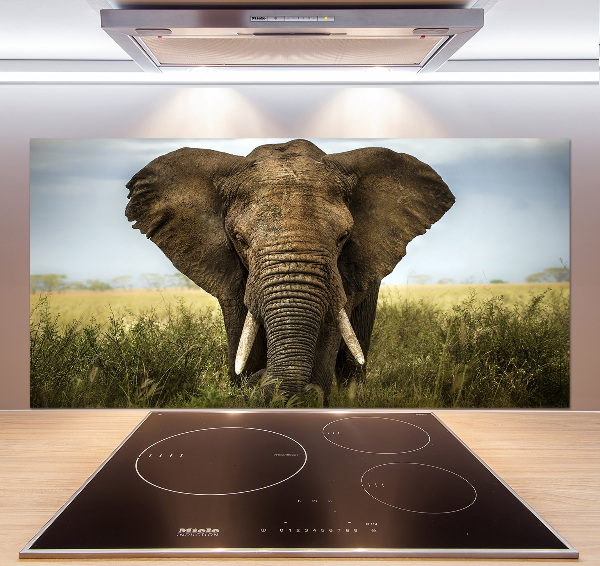 Splashback panel for kitchen Elephant in the savanna