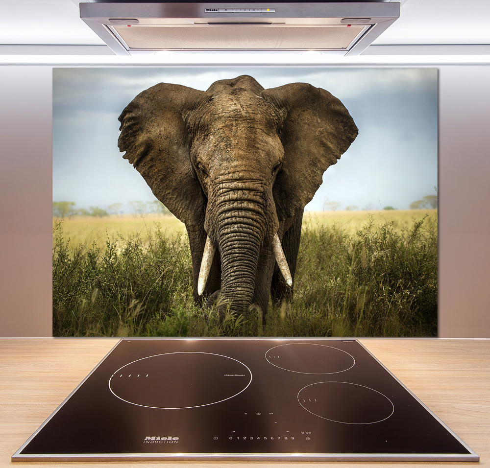 Splashback panel for kitchen Elephant in the savanna