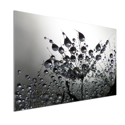 Cooker splashback Dandelion seeds