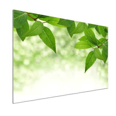 Cooker splashback Green leaves