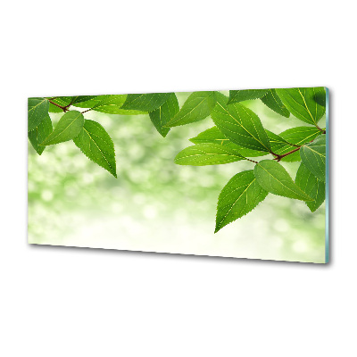 Cooker splashback Green leaves