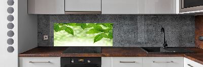 Cooker splashback Green leaves