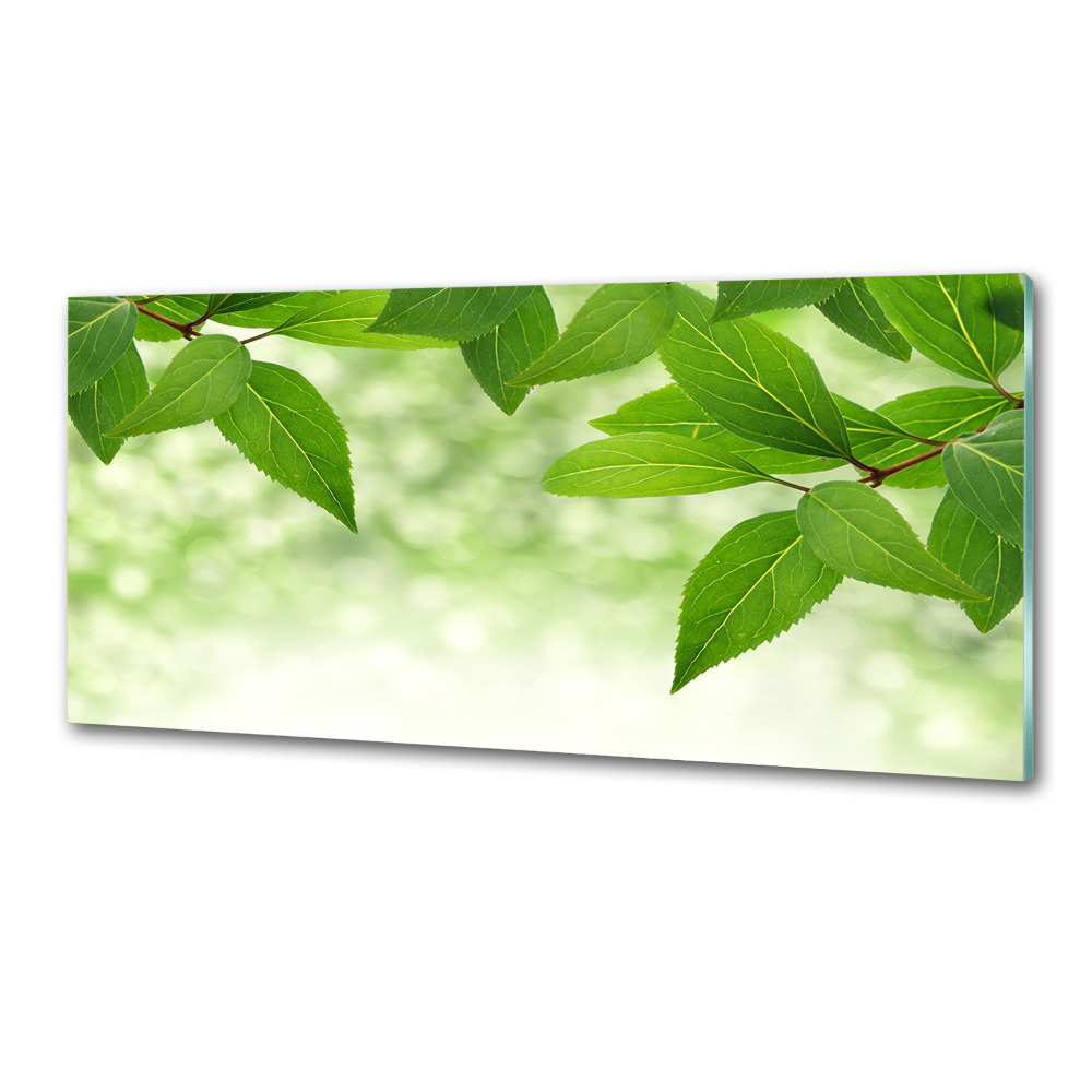 Cooker splashback Green leaves