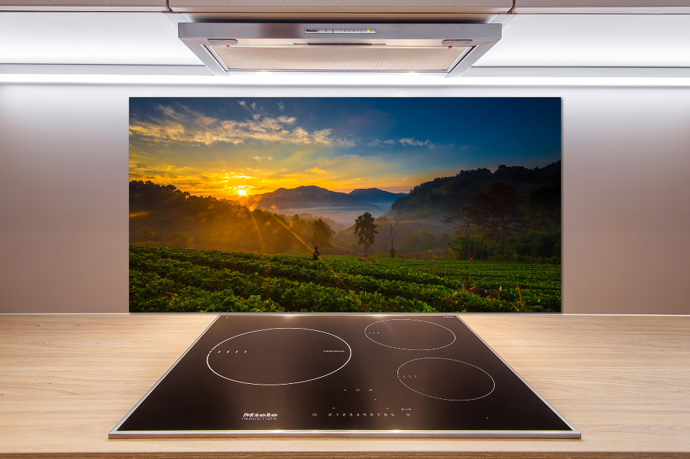 Cooker splashback Tea plantation