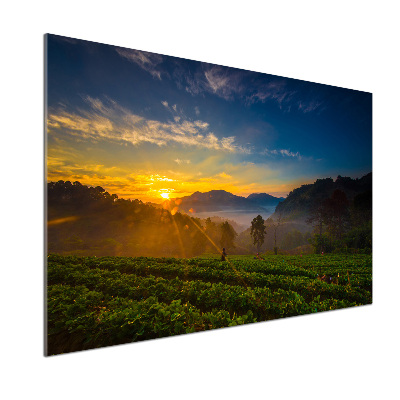 Cooker splashback Tea plantation