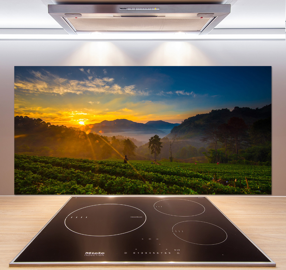 Cooker splashback Tea plantation