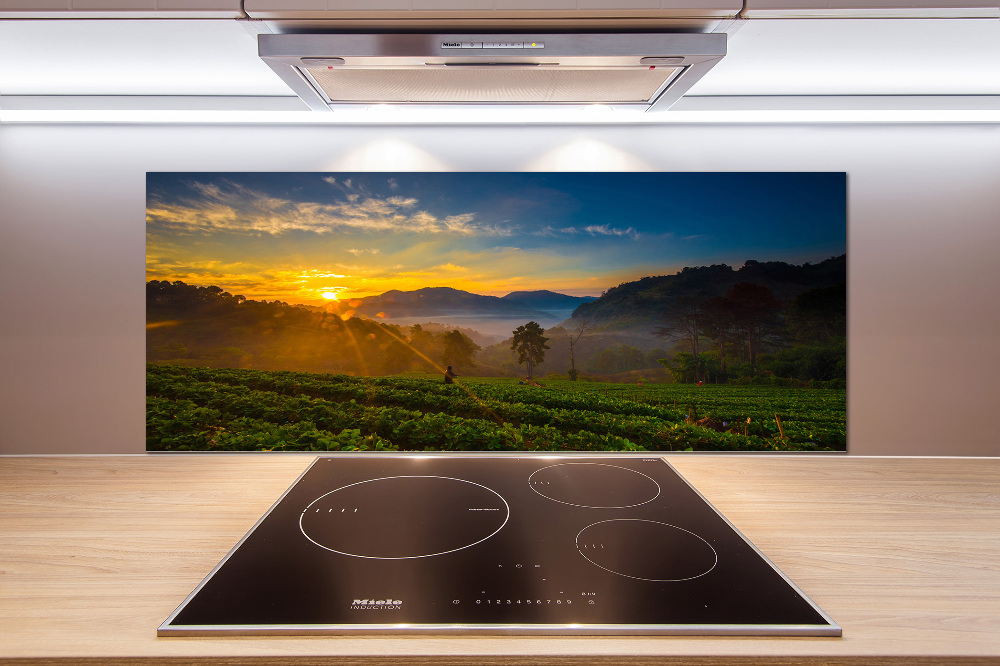 Cooker splashback Tea plantation