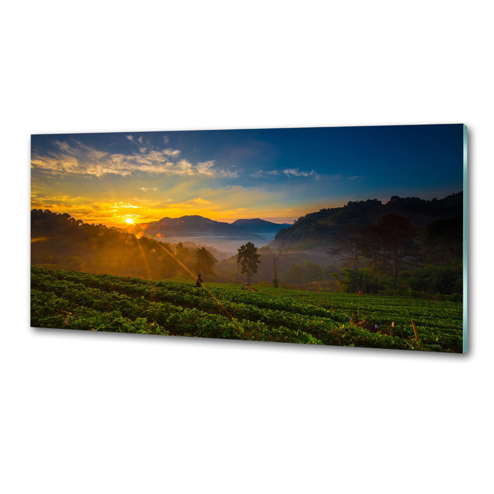 Cooker splashback Tea plantation