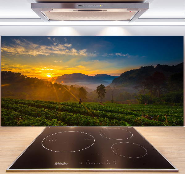 Cooker splashback Tea plantation