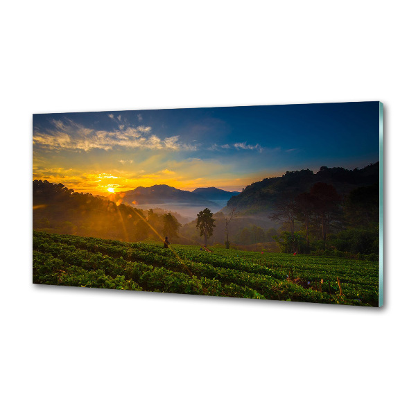 Cooker splashback Tea plantation