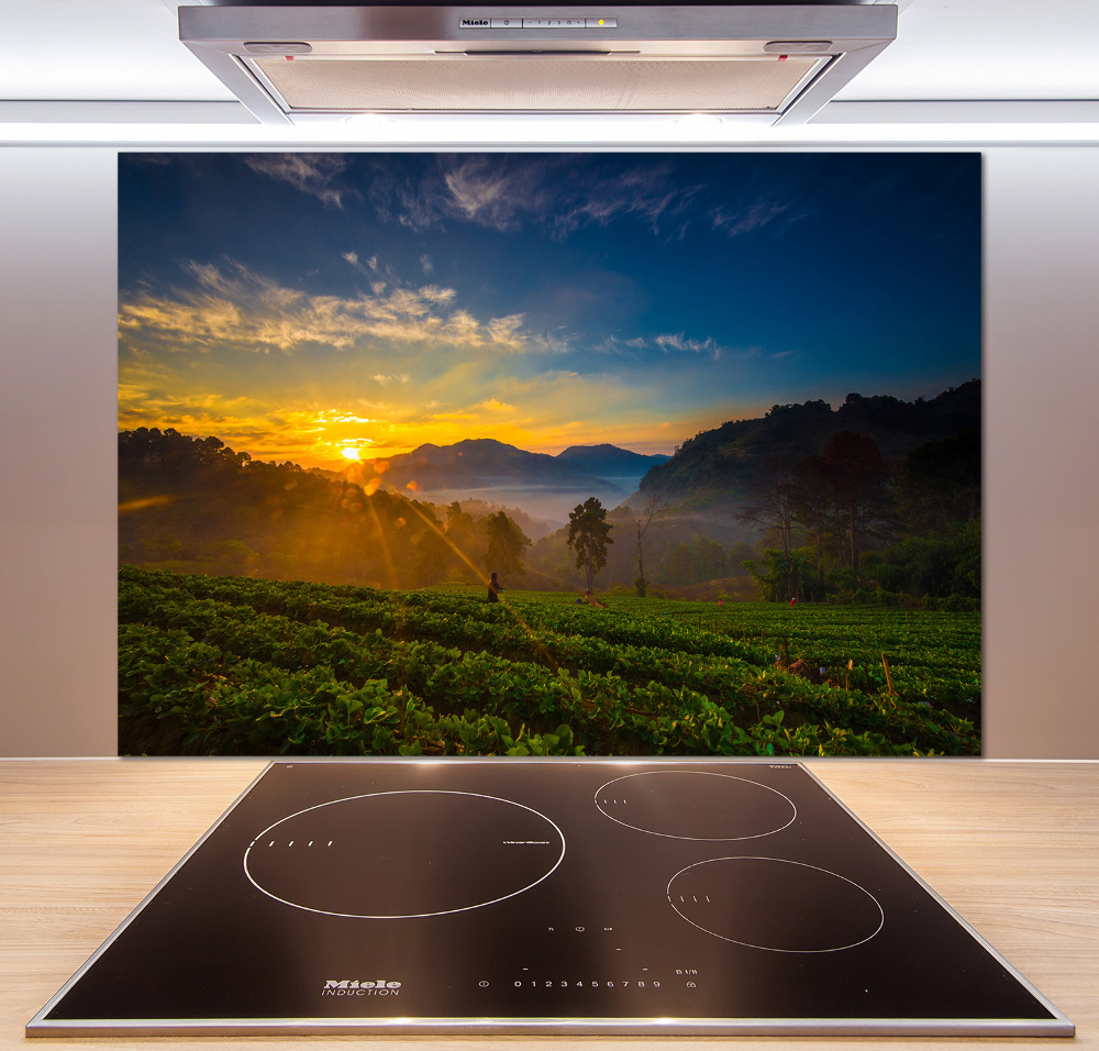 Cooker splashback Tea plantation