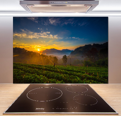 Cooker splashback Tea plantation