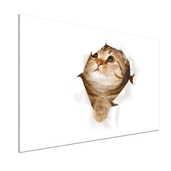 Glass splashback Cat