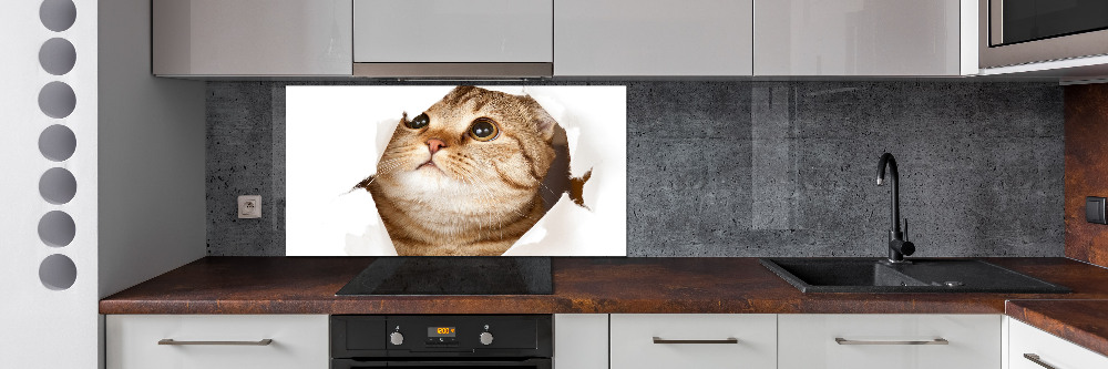 Glass splashback Cat