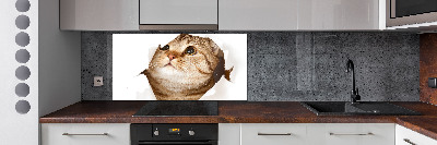 Glass splashback Cat