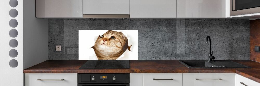 Glass splashback Cat