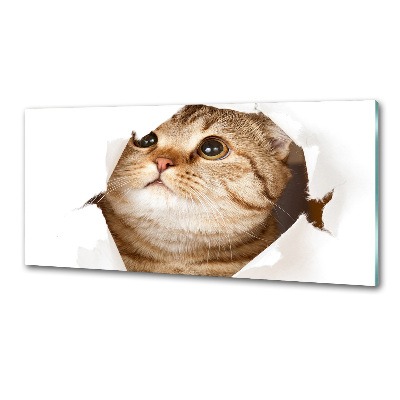 Glass splashback Cat