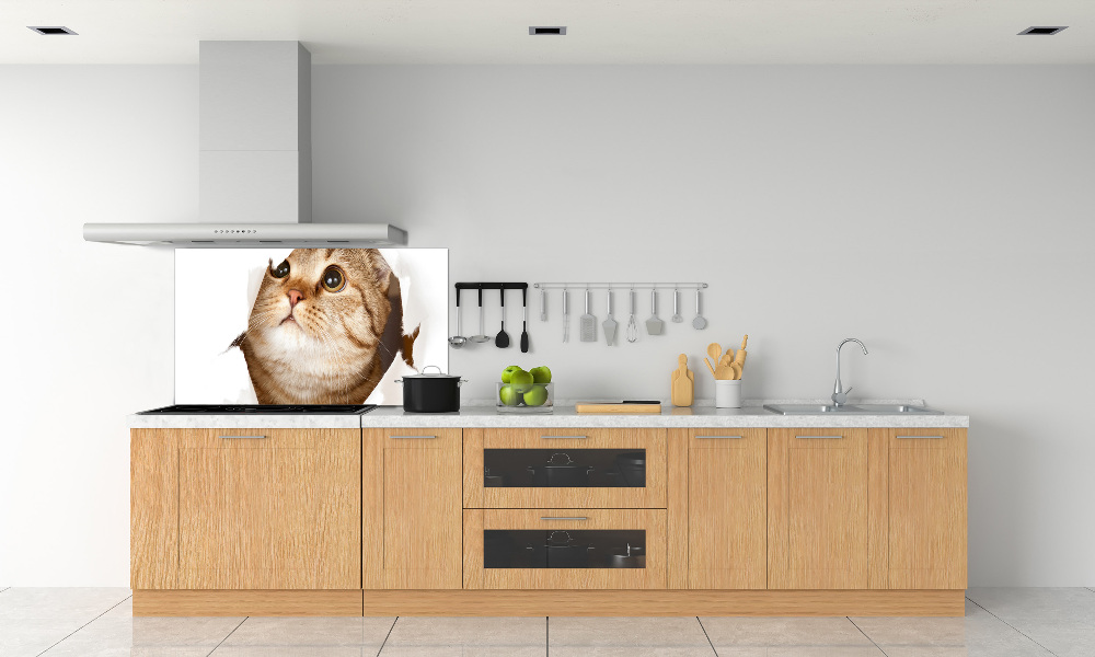 Glass splashback Cat