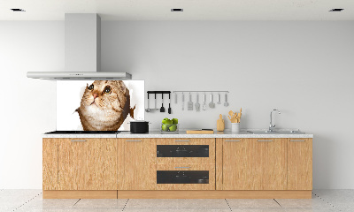 Glass splashback Cat