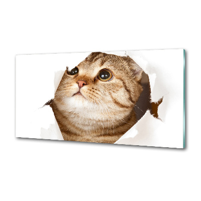 Glass splashback Cat