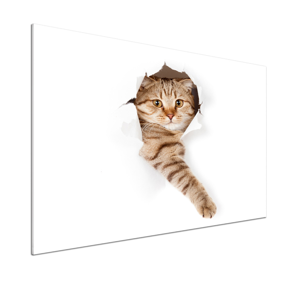 Glass splashback Cat