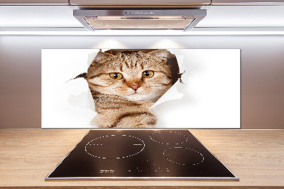 Glass splashback Cat