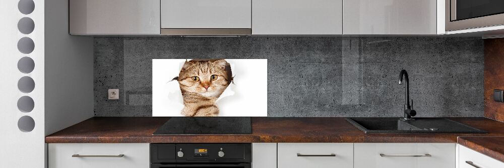 Glass splashback Cat