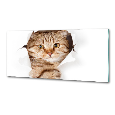 Glass splashback Cat