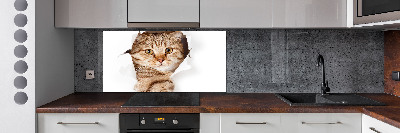 Glass splashback Cat