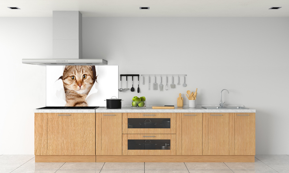 Glass splashback Cat