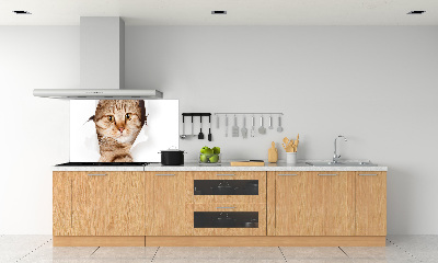 Glass splashback Cat