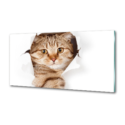 Glass splashback Cat