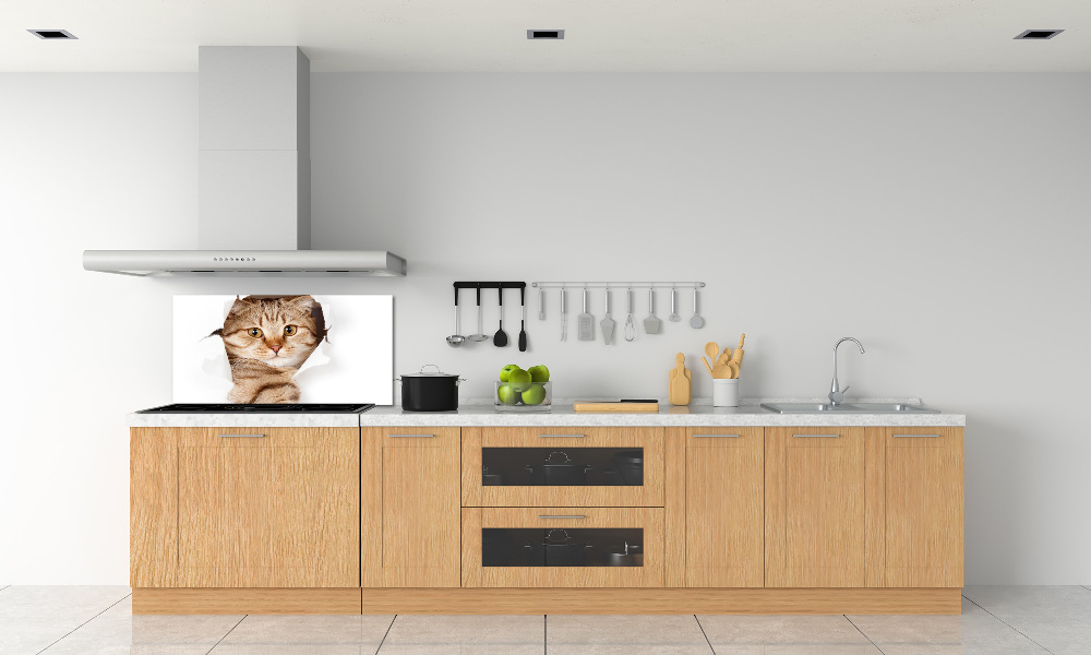 Glass splashback Cat