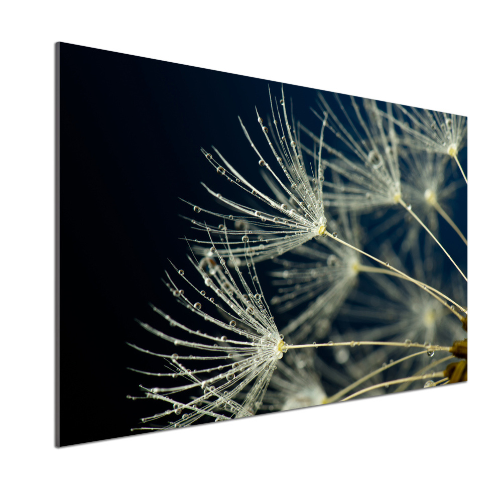 Cooker splashback Dandelion seeds