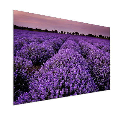 Cooker splashback Lavender field