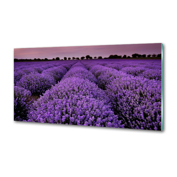 Cooker splashback Lavender field