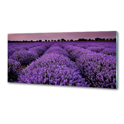 Cooker splashback Lavender field