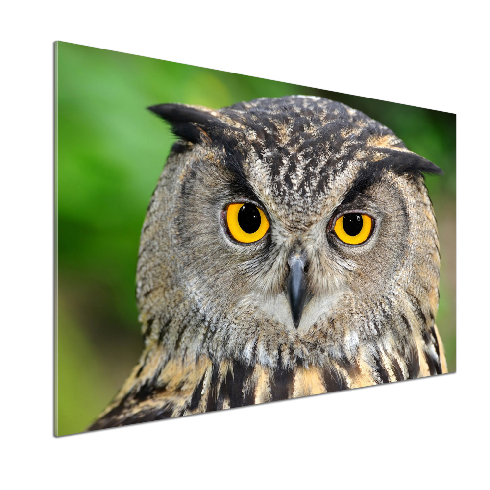 Cooker splashback Owl