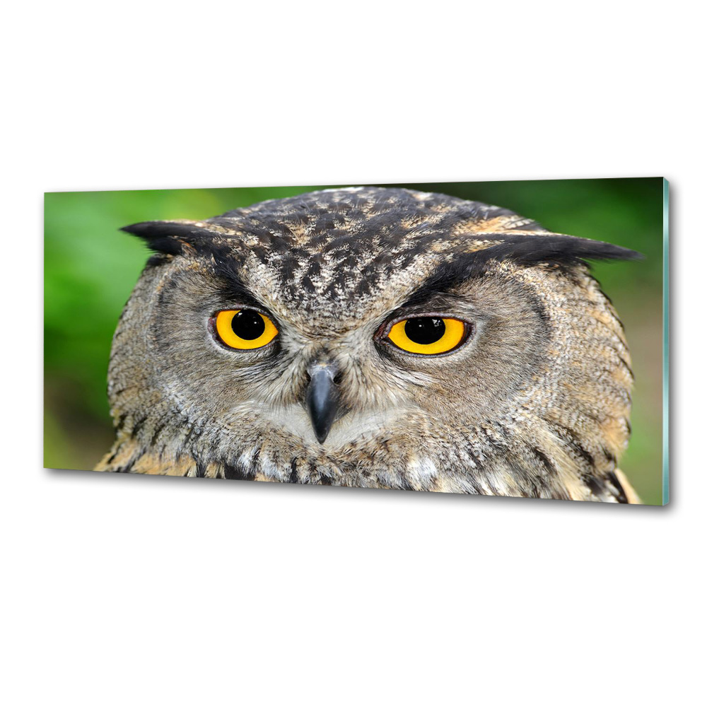 Cooker splashback Owl