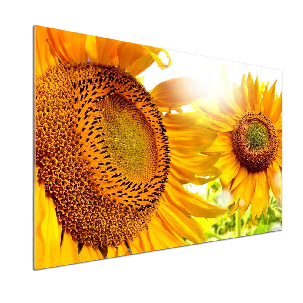 Cooker splashback Sunflowers