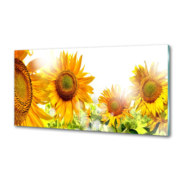 Cooker splashback Sunflowers