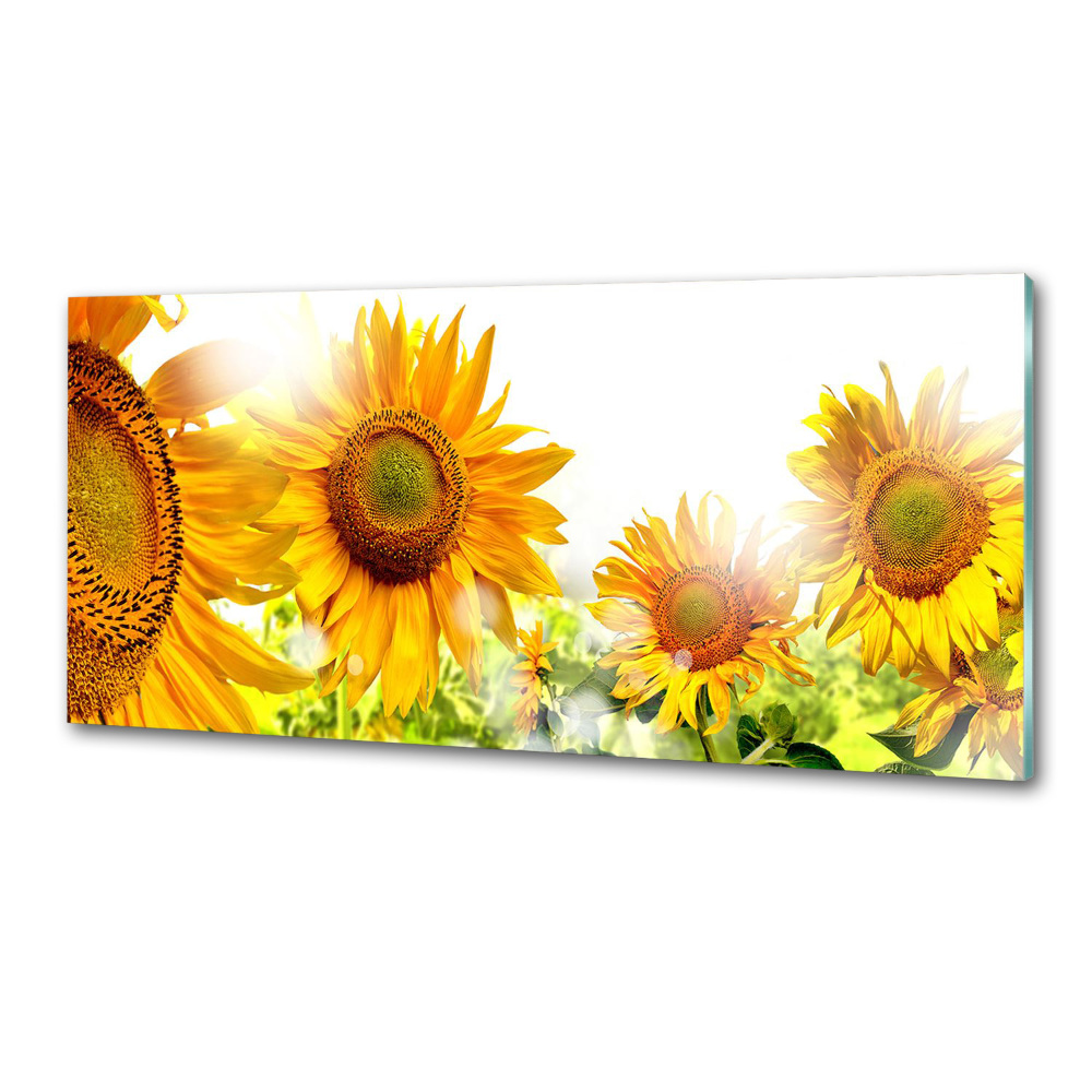 Cooker splashback Sunflowers