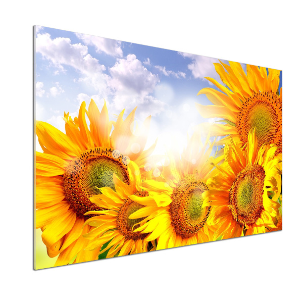 Cooker splashback Sunflowers