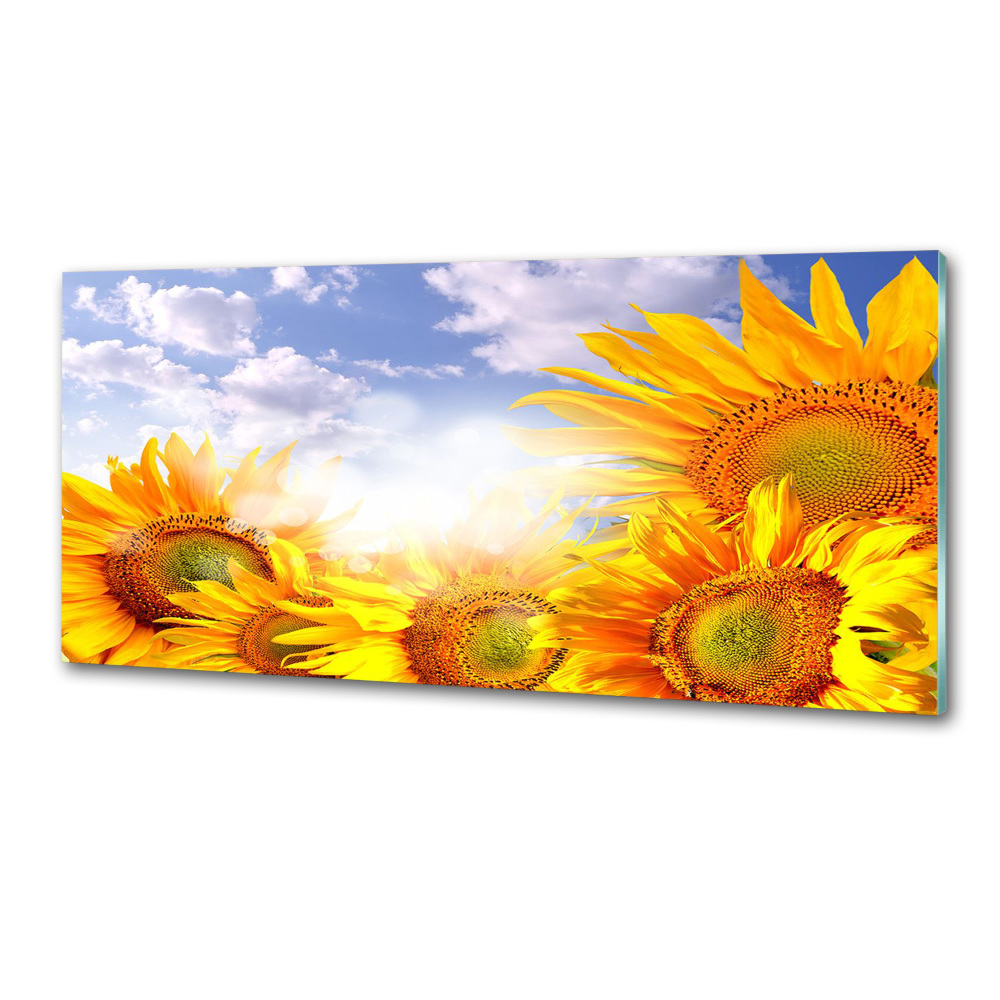 Cooker splashback Sunflowers