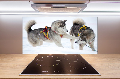 Cooker splashback Husky in winter