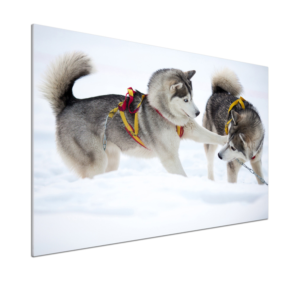 Cooker splashback Husky in winter